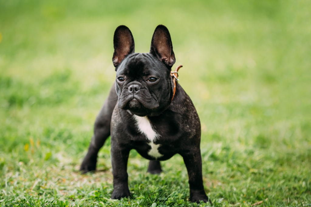 Hamac de Toilettage Sécurisé pour Chien et Chat