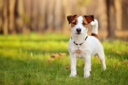 Hamac de Toilettage Sécurisé pour Chien et Chat