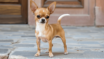 Hamac de Toilettage Sécurisé pour Chien et Chat